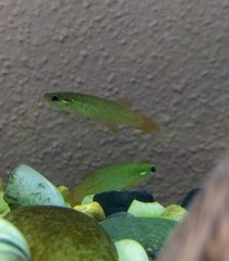 Fundulus chrysotus