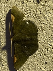 Sphacelodes vulneraria