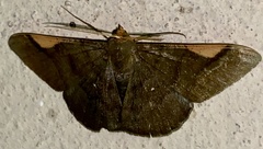 Sphacelodes vulneraria