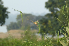 Prinia