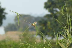 Prinia