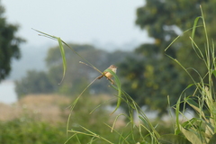 Prinia