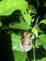 Osteocephalus fuscifacies