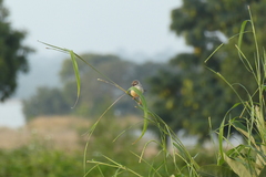 Prinia