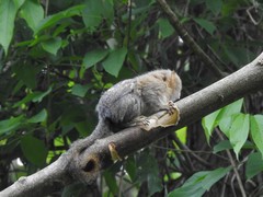 Cebuella niveiventris