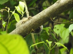 Cebuella niveiventris