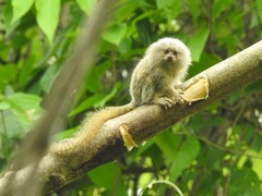 Cebuella niveiventris