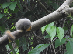 Cebuella niveiventris