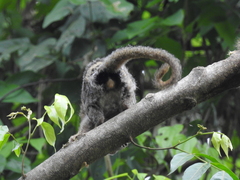 Cebuella niveiventris