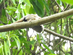 Cebuella niveiventris