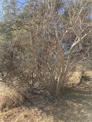 Aesculus californica