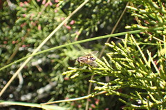 Helophilus antipodus