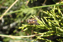 Helophilus antipodus