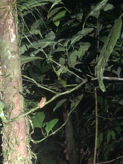 Pristimantis rubicundus