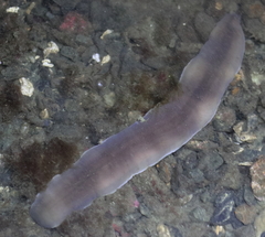 Cerebratulus marginatus