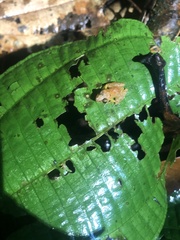 Pristimantis altamnis