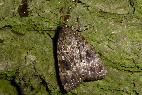 Svensson's Copper Underwing, photo 3 of 9