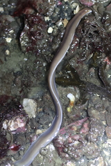 Cerebratulus marginatus