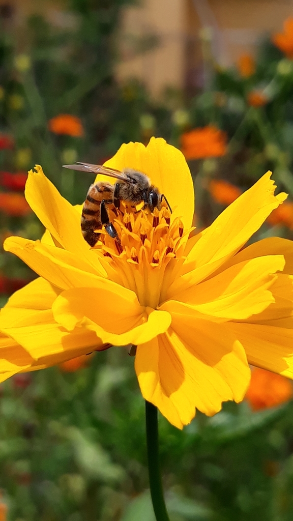 Costa Rican Bee Western Honey Bee from Provincia de Alajuela, La Granja, Costa Rica on ...
