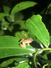Pristimantis mallii