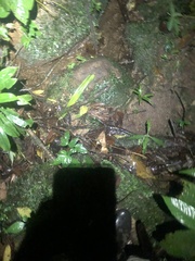 Bothrocophias microphthalmus