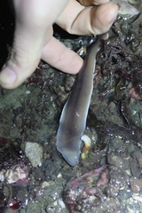 Cerebratulus marginatus