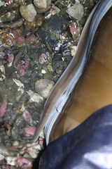 Cerebratulus marginatus