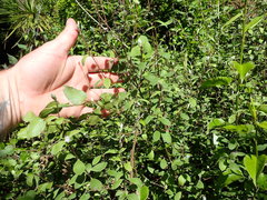 Olearia fragrantissima