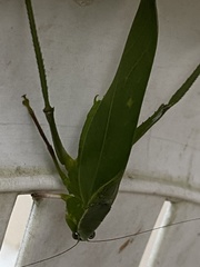 Frontinus