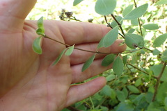 Olearia fragrantissima