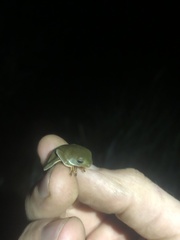 Phyllomedusa tarsius