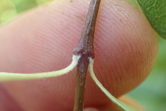 Olearia fragrantissima