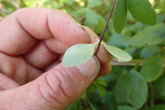 Olearia fragrantissima