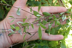 Olearia fragrantissima