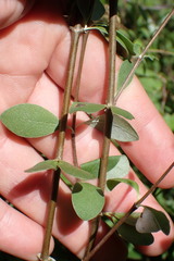 Olearia fragrantissima