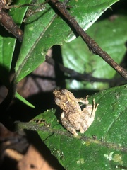Pristimantis prolatus