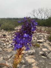 Lobelia valida