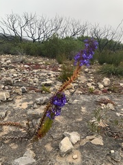 Lobelia valida