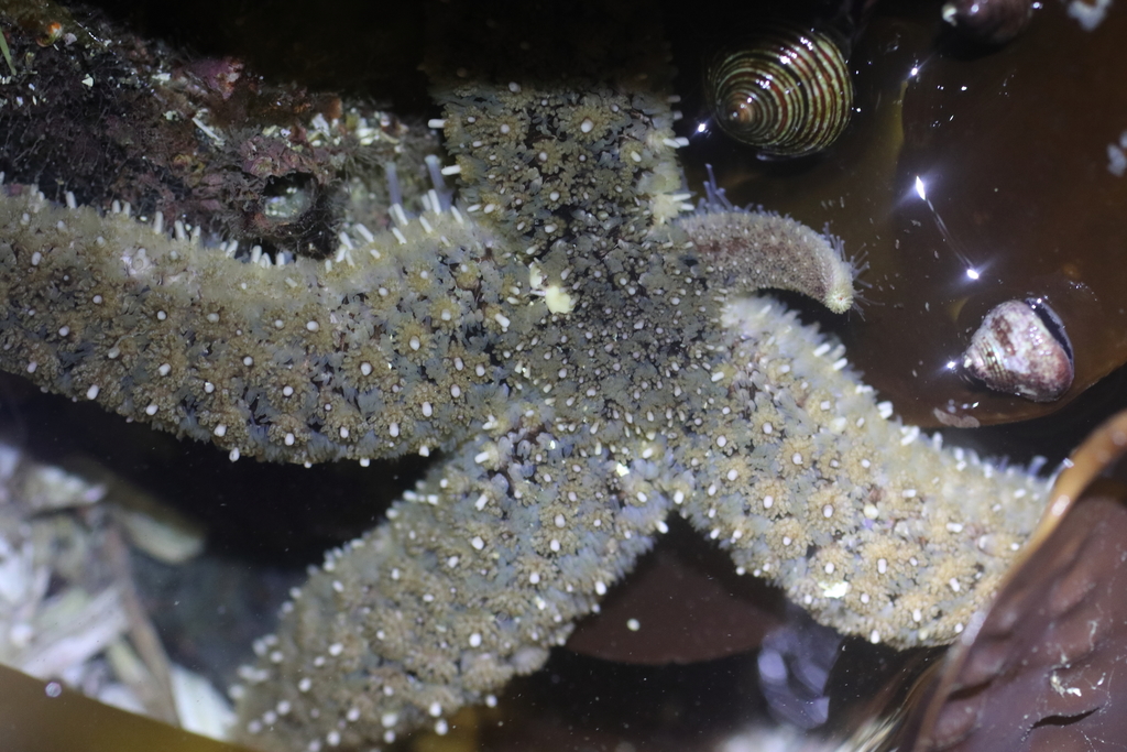 Fish-eating Star