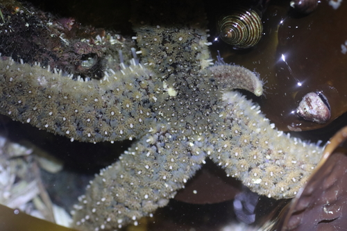 Fish-eating Star