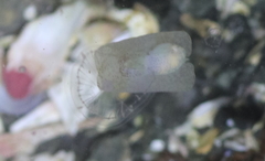 Gastropteron pacificum