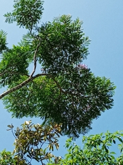 Jacaranda copaia