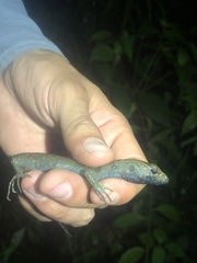 Potamites strangulatus