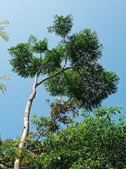 Jacaranda copaia