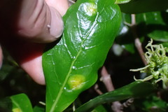 Puccinia coprosmae