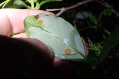 Puccinia coprosmae