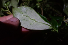 Puccinia coprosmae