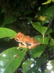 Osteocephalus fuscifacies