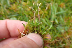 Leptostigma setulosum