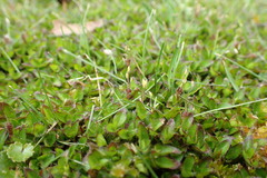 Leptostigma setulosum